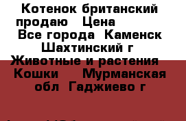 Котенок британский продаю › Цена ­ 3 000 - Все города, Каменск-Шахтинский г. Животные и растения » Кошки   . Мурманская обл.,Гаджиево г.